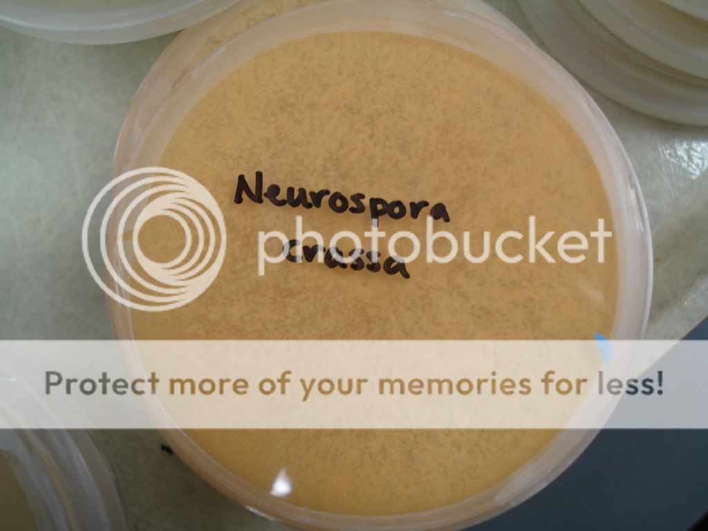 Neurospora Crassa Photo by dmwake Photobucket